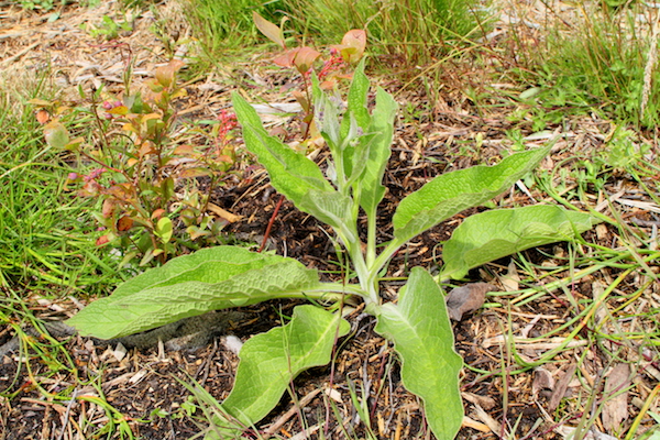 permaculture-food-forest